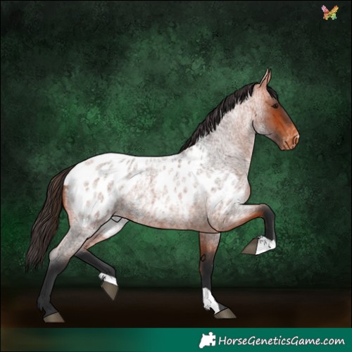 Horse Color:Bay Roan Appaloosa Rabicano 