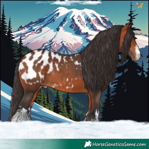 Horse Color:White Spotted Bay Appaloosa 