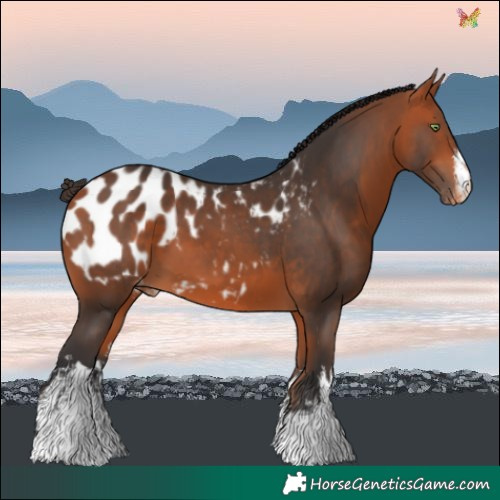 Horse Color:White Spotted Bay Blanket 