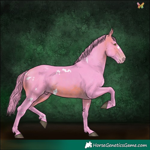 Horse Color:Watercolor White Spotted Brown Appaloosa 