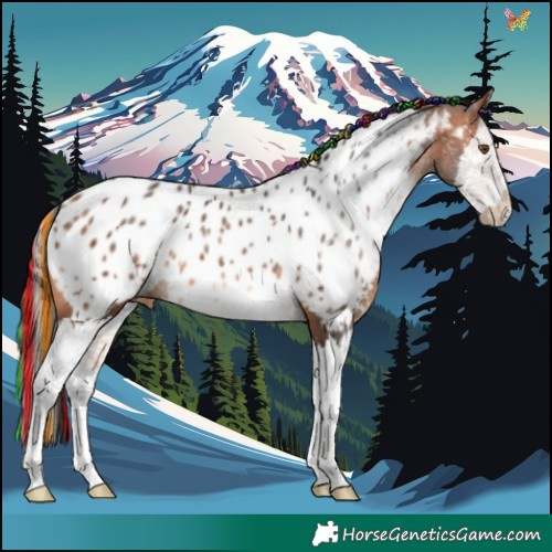 Horse Color:Painted Bay Splash Appaloosa 