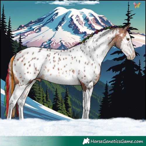 Horse Color:Painted Bay Splash Appaloosa