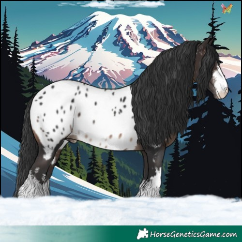 Horse Color:White Spotted Brown Appaloosa