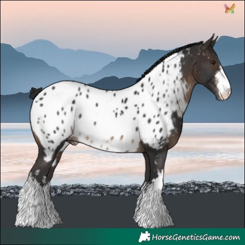 Horse Color:White Spotted Brown Near Leopard 