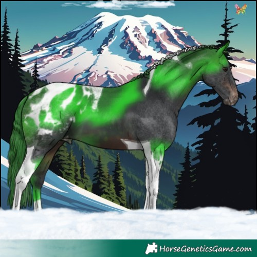 Horse Color:Brown Tobiano Appaloosa 