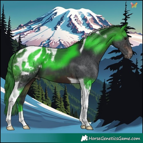 Horse Color:Brown Tobiano Appaloosa 