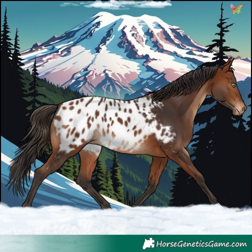 Horse Color:Bay Blanket 