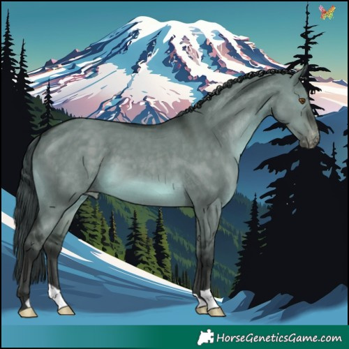 Horse Color:Brown Dun Appaloosa 