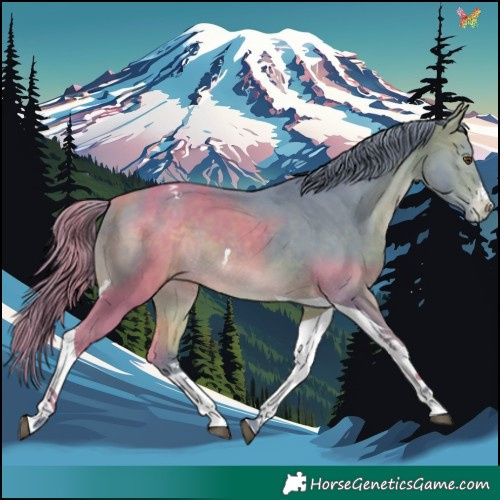 Horse Color:Watercolor White Spotted Bay Tobiano Appaloosa 