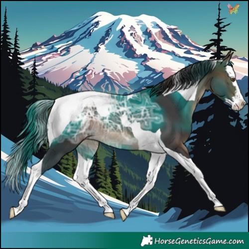 Horse Color:Brown Ice Splash Tobiano Appaloosa Rabicano