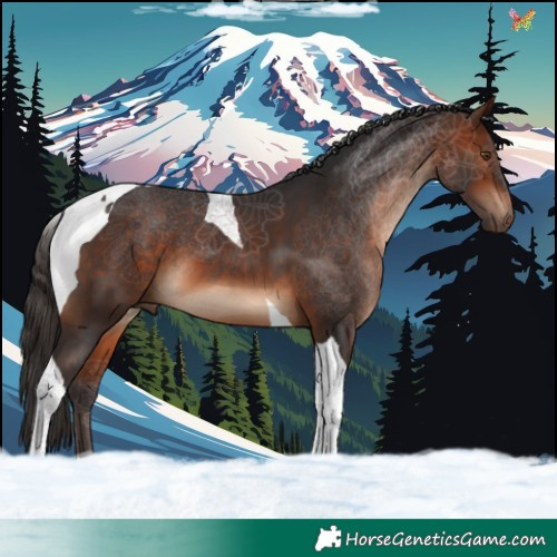 Horse Color:Bay Tobiano 