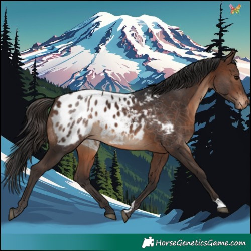 Horse Color:Brown Appaloosa 
