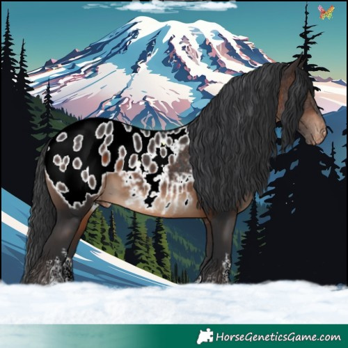 Horse Color:White Spotted Brown Appaloosa 