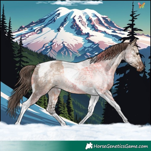 Horse Color:Liver Red Dun Ice Tobiano Varnish