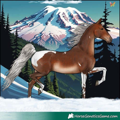 Horse Color:Silver Bay Tobiano