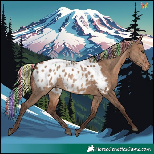 Horse Color:Painted Silver Brown Dun Appaloosa Rabicano 