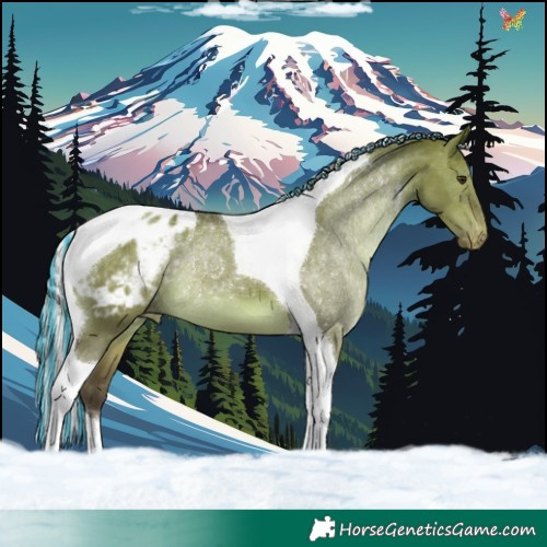 Horse Color:Painted Silver Brown Dun Tobiano Blanket 