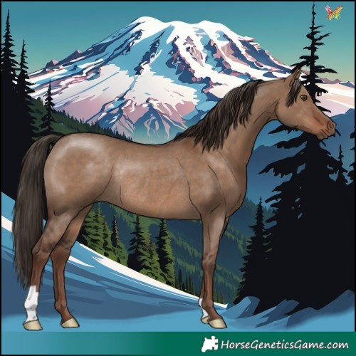 Horse Color:Liver Red Dun Rabicano 
