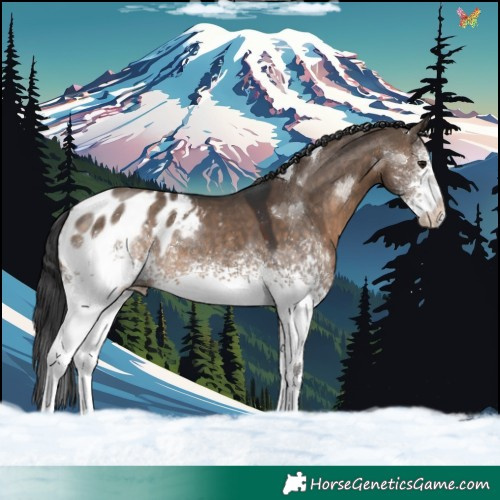 Horse Color:White Spotted Brown Dun Appaloosa Rabicano