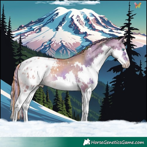 Horse Color:Painted White Spotted Red Dun Splash Appaloosa 