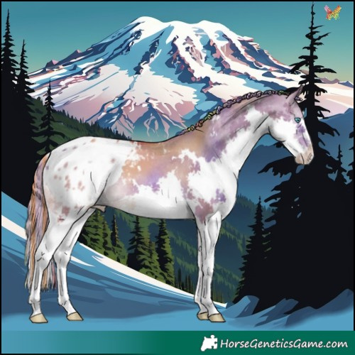 Horse Color:Painted White Spotted Red Dun Splash Appaloosa