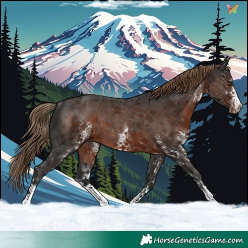 Horse Color:White Spotted Liver Chestnut Rabicano 