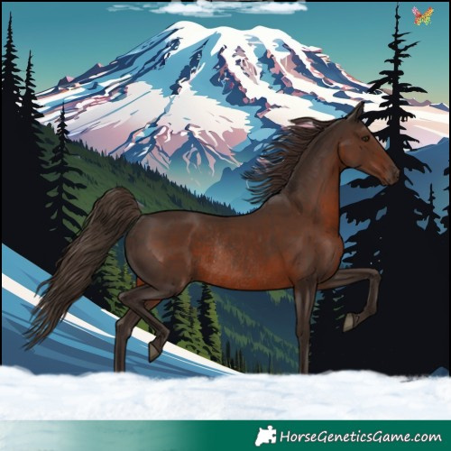 Horse Color:Liver Chestnut Rabicano 