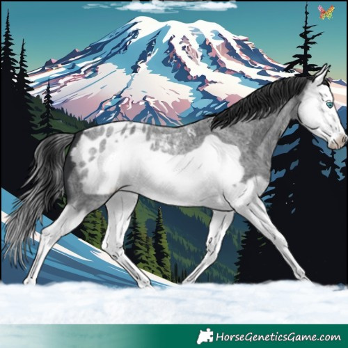 Horse Color:Blue Roan Splash Frame Appaloosa