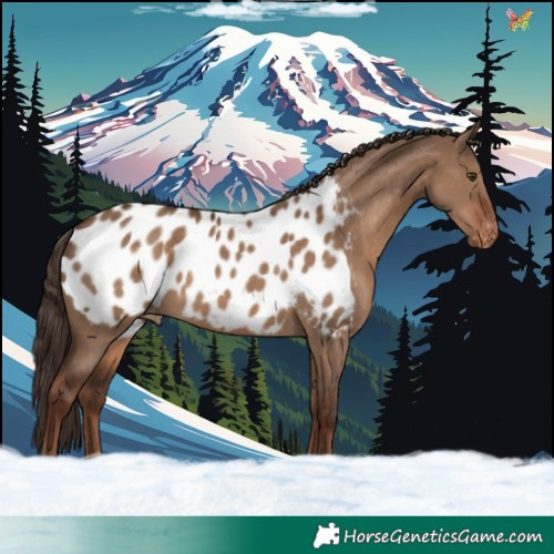 Horse Color:Liver Red Dun Blanket 