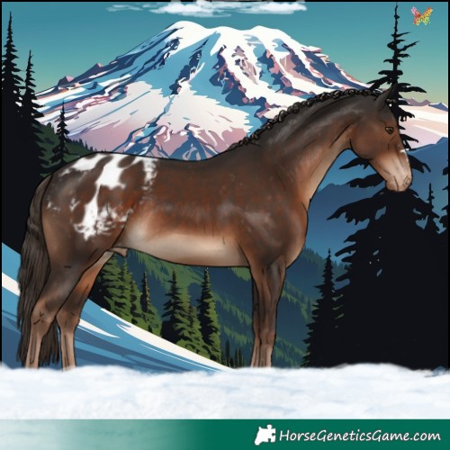 Horse Color:Liver Chestnut Blanket Rabicano 