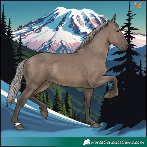 Horse Color:Silver Grullo