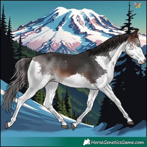 Horse Color:Brown Splash