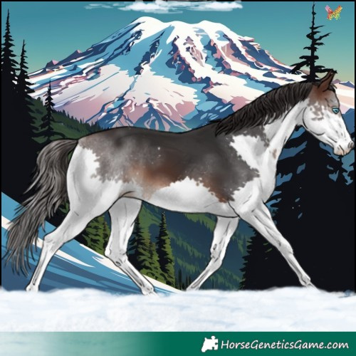 Horse Color:Brown Splash 