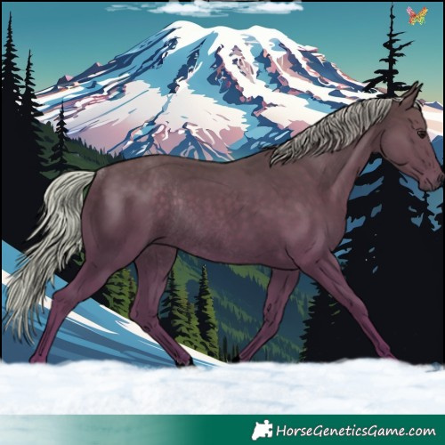 Horse Color:Silver Black Rabicano 