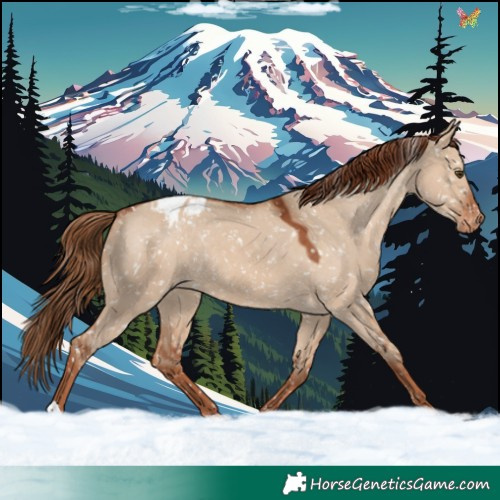 Horse Color:Red Dun Snowflake Varnish Rabicano 