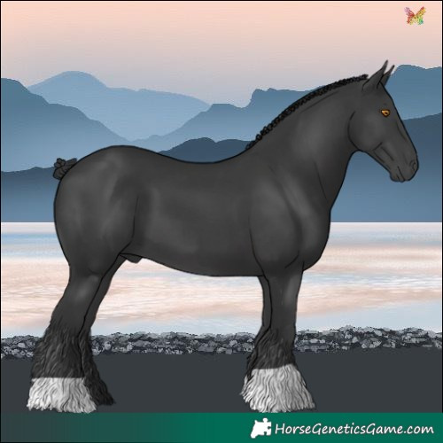 Horse Color:Black 