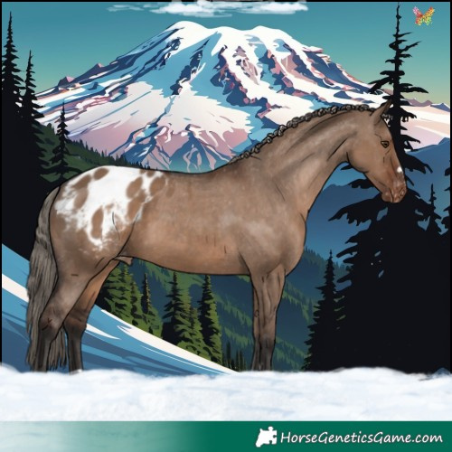 Horse Color:Liver Red Dun Appaloosa 