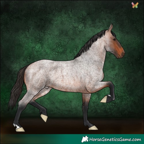 Horse Color:Bay Roan 