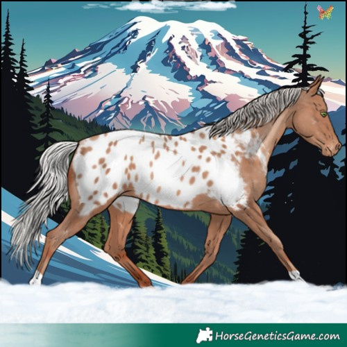 Horse Color:Silver Sable Champagne Near Leopard Rabicano 