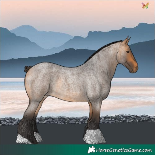 Horse Color:Buckskin Roan 