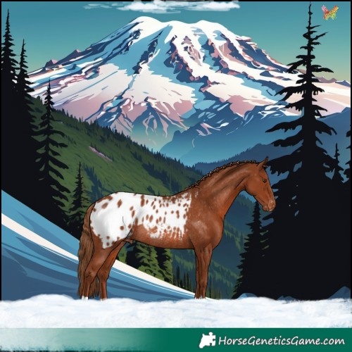 Horse Color:Chestnut Appaloosa Rabicano 
