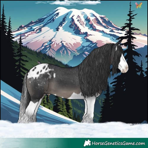 Horse Color:Black Splash Appaloosa 