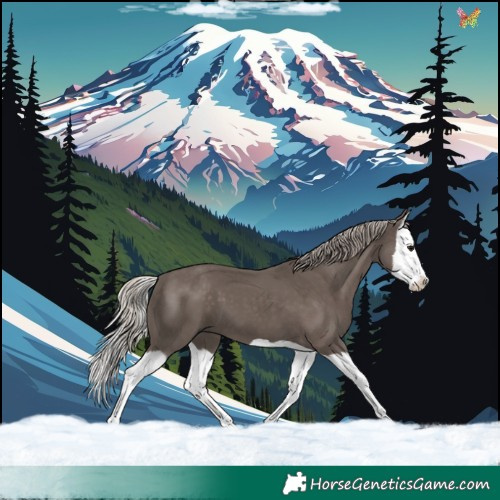 Horse Color:Silver Black Splash 