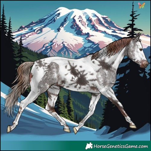 Horse Color:Liver Chestnut Sabino Splash Tobiano 