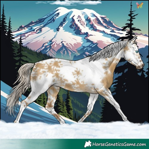 Horse Color:Chocolate Palomino Dun Splash Tobiano Frame 