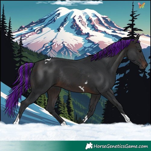 Horse Color:Painted Brown Tobiano Rabicano 