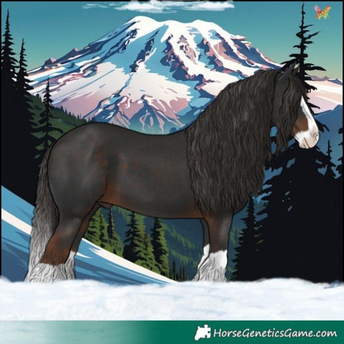 Horse Color:Liver Chestnut Splash 