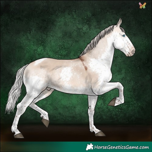 Horse Color:Silver Bay Dun Splash Tobiano 