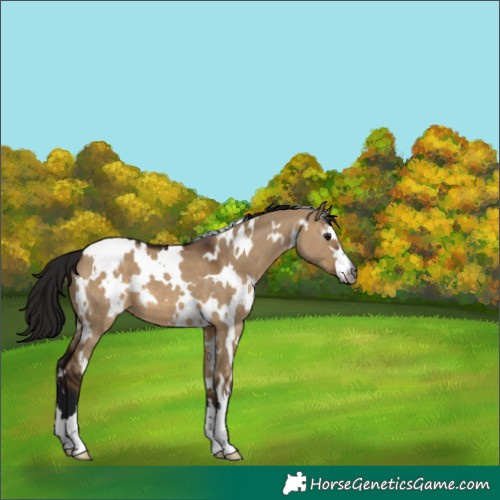Horse Color:Gray White Spotted Brown Dun Appaloosa 