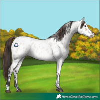 Horse Color:Bay Roan Dun Appaloosa 